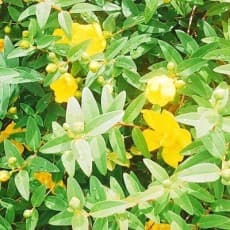 Yuki Kamiue