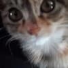 Chireon