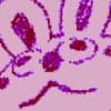 Wau Wada